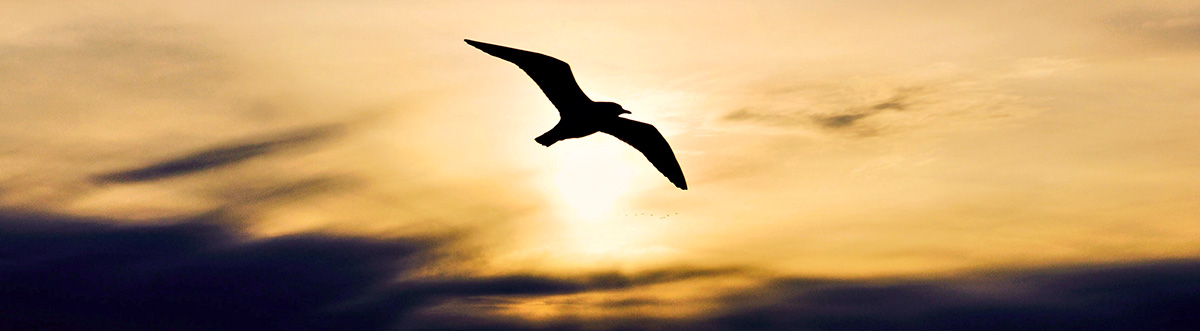 Seagull flies above waves past setting sun at "golden hour."